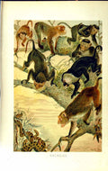 Original Old Antique Print Natural History 1893-94 Macaques Snake Tree Colour