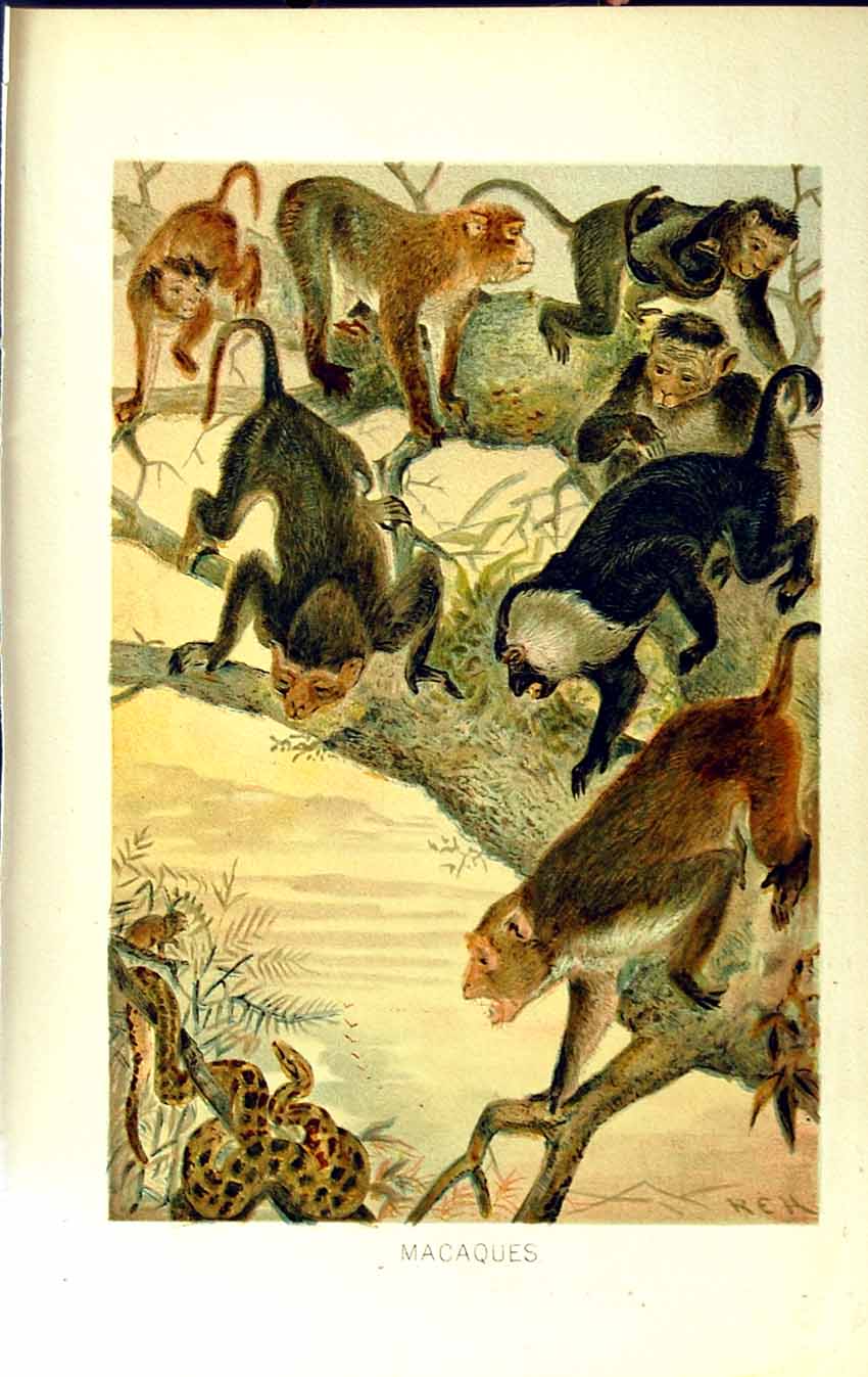 Original Old Antique Print Natural History 1893-94 Macaques Snake Tree Colour