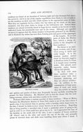 Original Old Antique Print Natural History 1893-94 Bengal Monkey Wild Animal