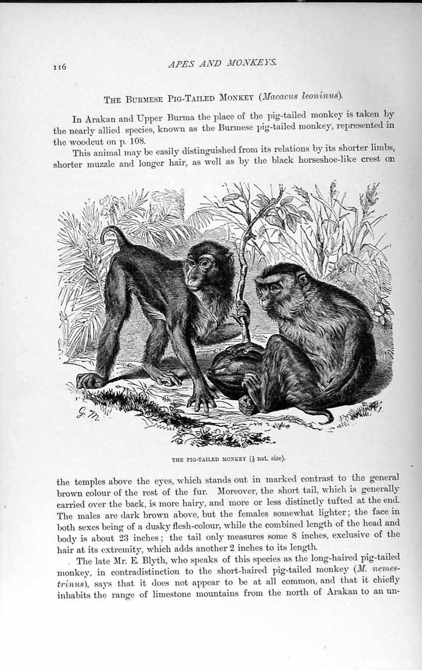 Old Antique Print *839 Natural History 1893-94 Burmese Pig-Tailed Monkey