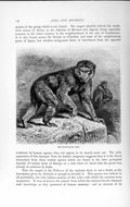 Original Old Antique Print Natural History 1893-94 Magot Monkey Pithecus Animal