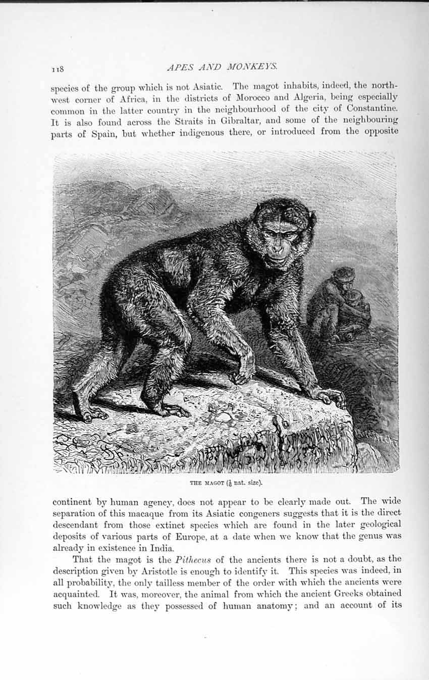 Original Old Antique Print Natural History 1893-94 Magot Monkey Pithecus Animal