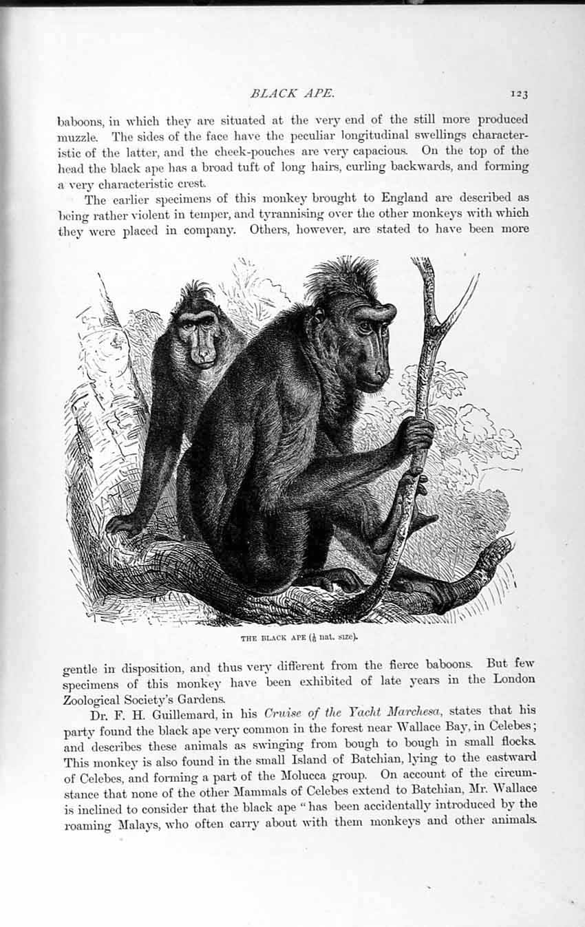 Old Antique Print Natural History 1893-94 Black Ape Gelada Baboon Monkey 19th