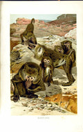 Old Antique Print Family Baboons Animals Natural History 1893-94 Colour 19th