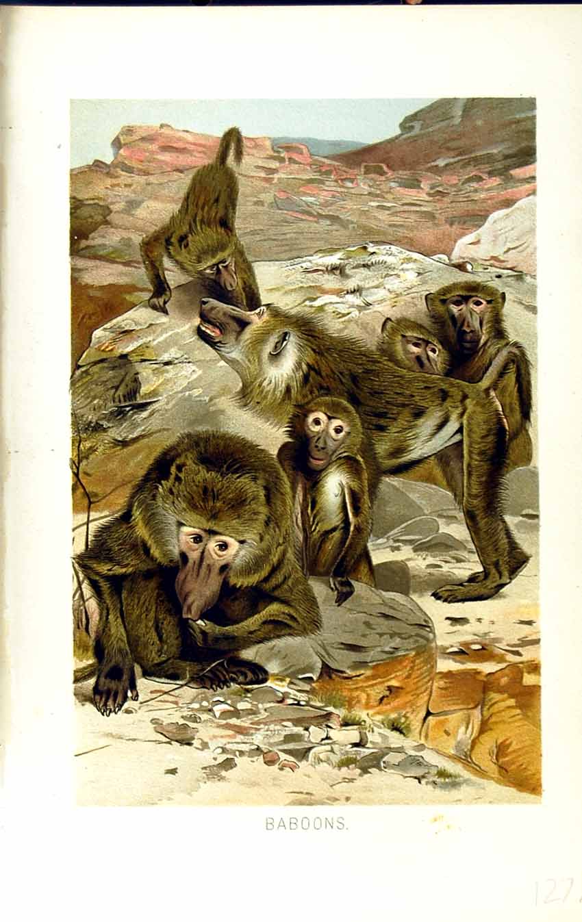 Old Antique Print Family Baboons Animals Natural History 1893-94 Colour 19th
