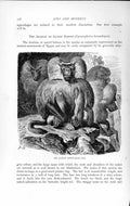 Original Old Antique Print Natural History 1893-94 Arabian Sacred Baboon Animal