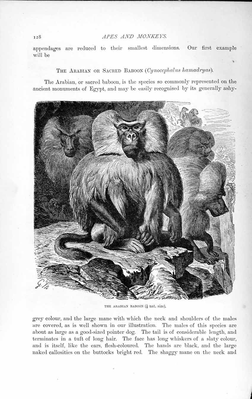Original Old Antique Print Natural History 1893-94 Arabian Sacred Baboon Animal