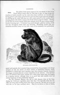 Original Old Antique Print Natural History 1893-94 Chacma Baboon Africa Animal