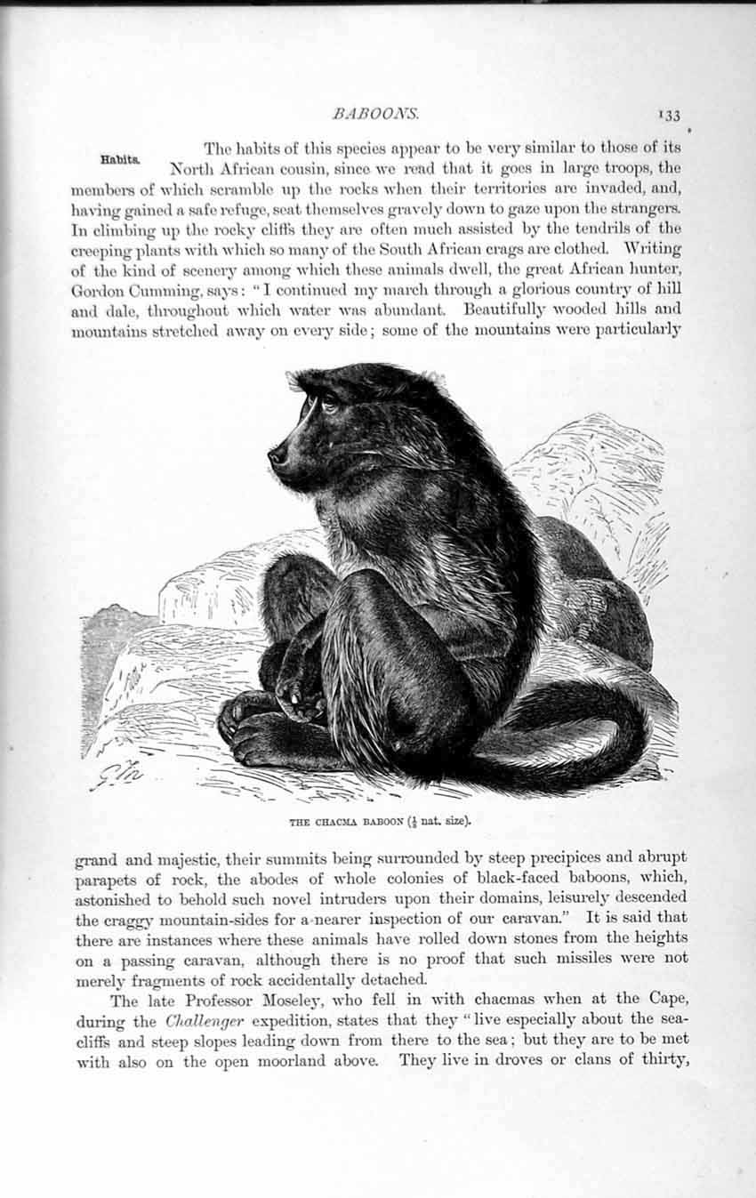 Original Old Antique Print Natural History 1893-94 Chacma Baboon Africa Animal