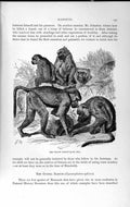 Original Old Antique Print Natural History 1893-94 Yellow Baboon Monkey Animal