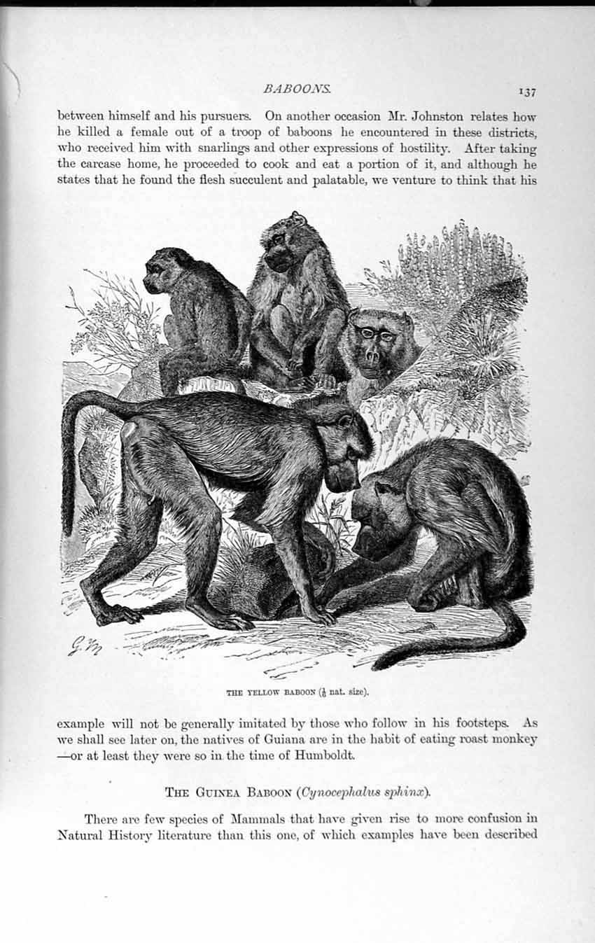 Original Old Antique Print Natural History 1893-94 Yellow Baboon Monkey Animal