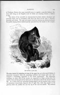 Original Old Antique Print Natural History 1893-94 Baboon Mandrill Wild Animal