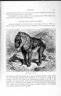Original Old Antique Print Natural History 1893-94 Drill Baboon Cynocephalus