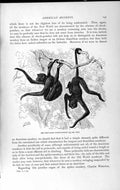 Original Old Antique Print Natural History 1893-94 Red-Faced Spider Monkey Ape