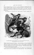 Original Old Antique Print Natural History 1893-94 White-Cheeked Sapajou Monkey