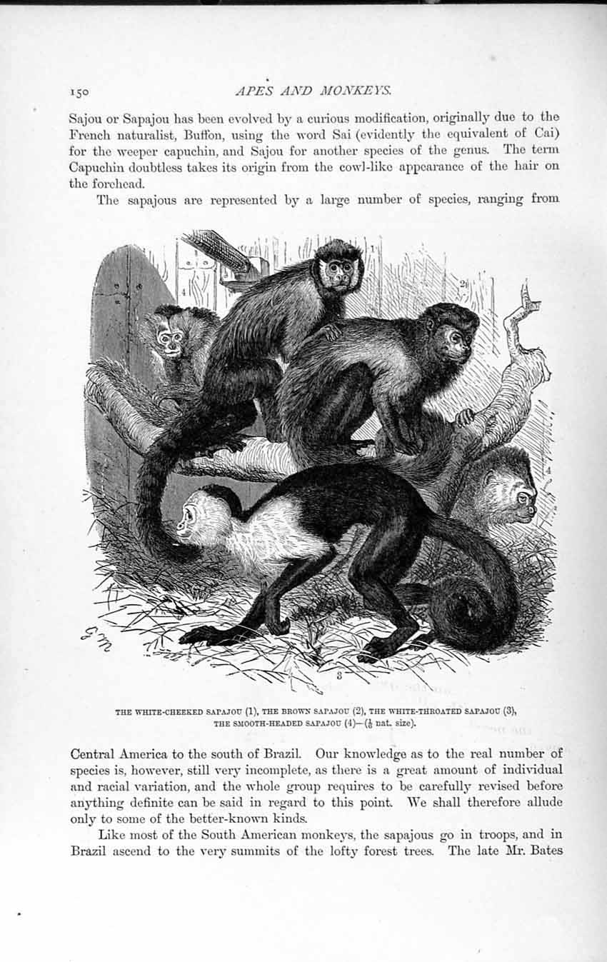 Original Old Antique Print Natural History 1893-94 White-Cheeked Sapajou Monkey