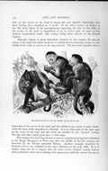 Old Antique Print Natural History 1893-94 Horned Sapajou Weeper Monkeys 19th
