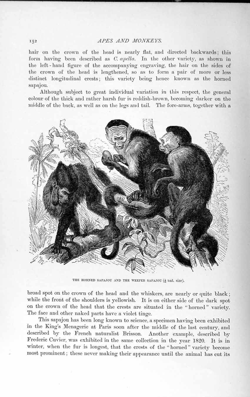 Old Antique Print Natural History 1893-94 Horned Sapajou Weeper Monkeys 19th