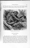 Original Old Antique Print Natural History 1893-94 Woolly Spider Monkey Animal