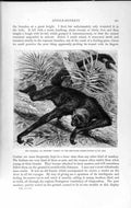 Old Antique Print Natural History 1893-94 Chameck Thumbed Spider Monkey 19th