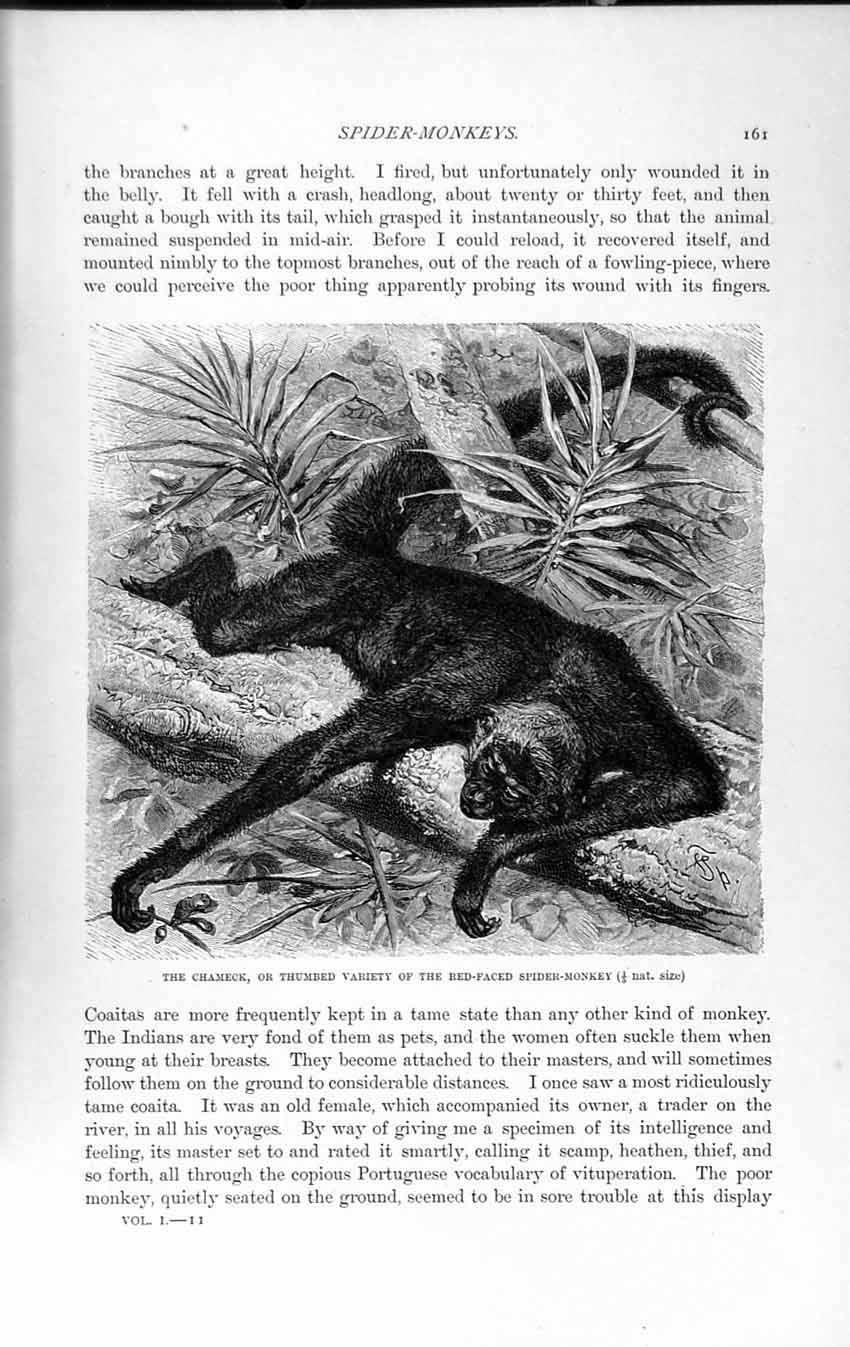 Old Antique Print Natural History 1893-94 Chameck Thumbed Spider Monkey 19th