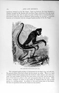 Old Antique Print Natural History 1893-94 Variegated Spide Monkey Animal 19th