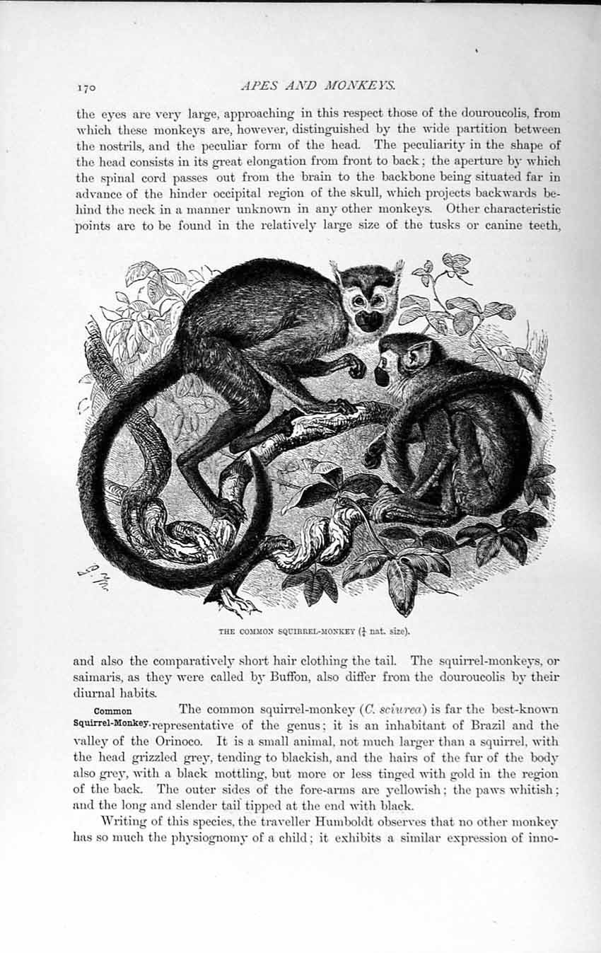 Original Old Antique Print Natural History 1893-94 Common Squirrel Monkey Ape