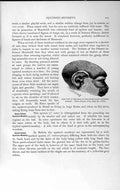 Original Old Antique Print Short-Tailed Squirrel Monkey Natural History 1893-94