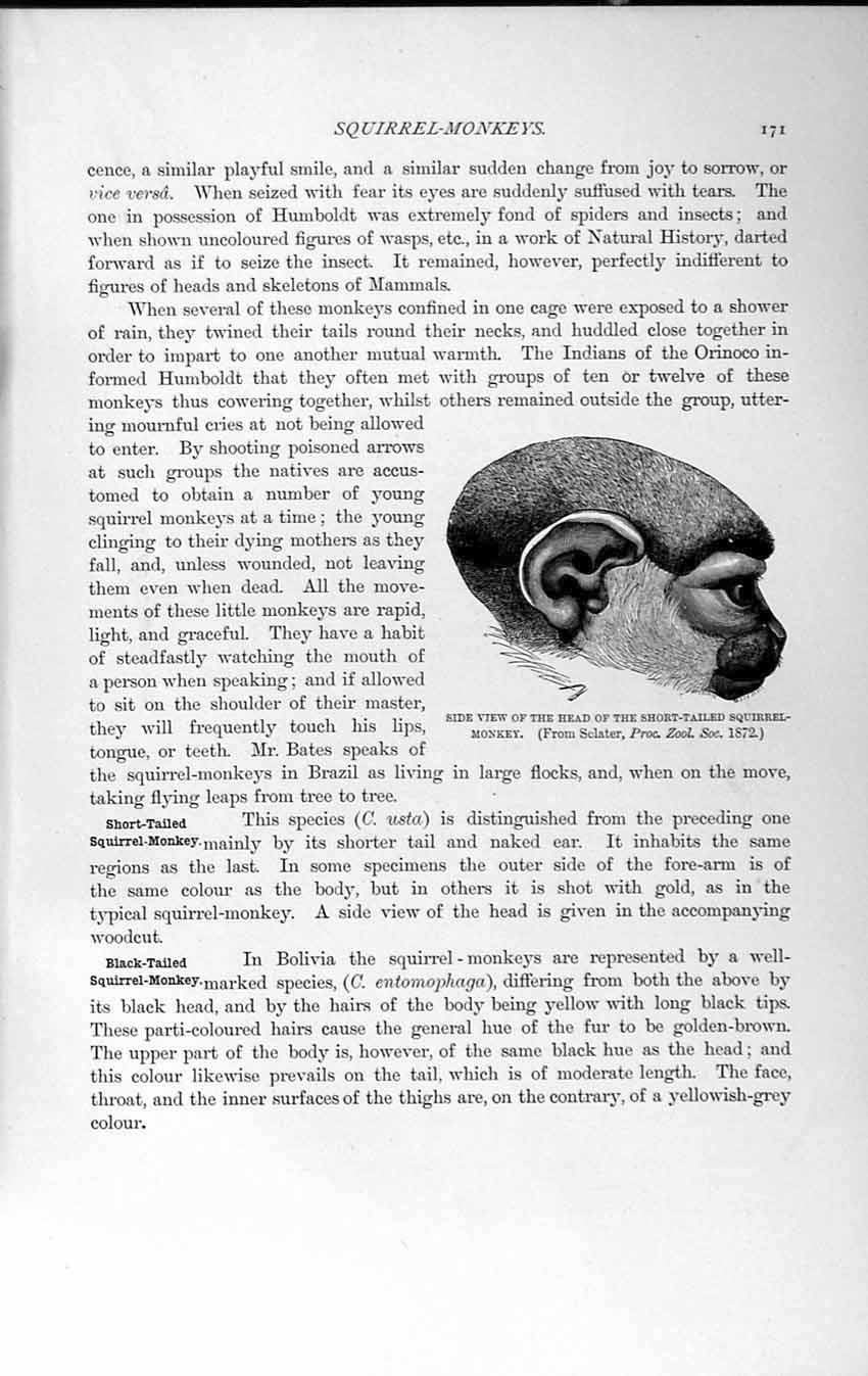 Original Old Antique Print Short-Tailed Squirrel Monkey Natural History 1893-94