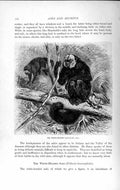 Old Antique Print Natural History 1893-94 White-Headed Saki Monkey Animal 19th