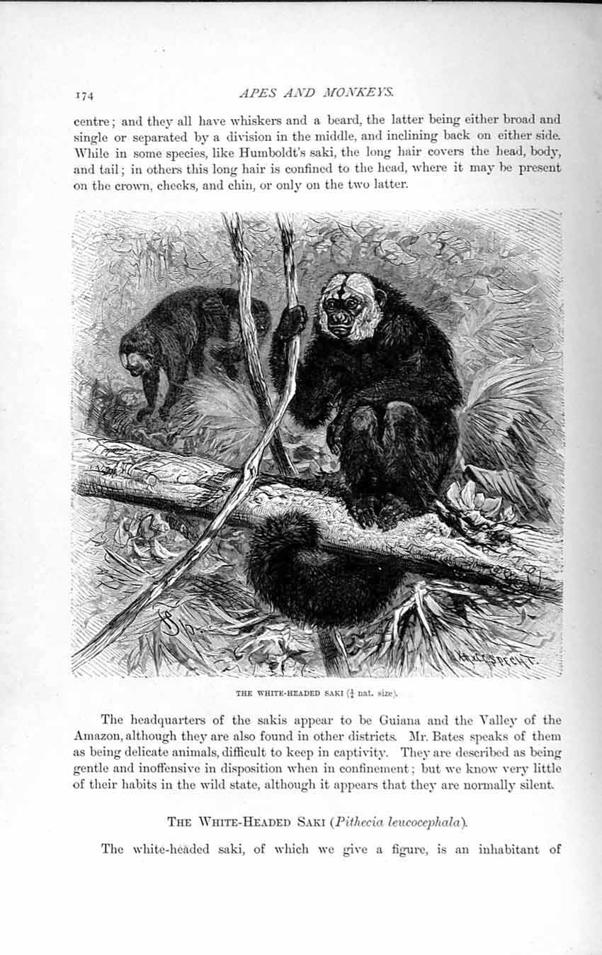 Old Antique Print Natural History 1893-94 White-Headed Saki Monkey Animal 19th