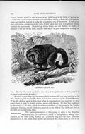 Original Old Antique Print Natural History 1893-94 Humbt Saki Monkey Brazil