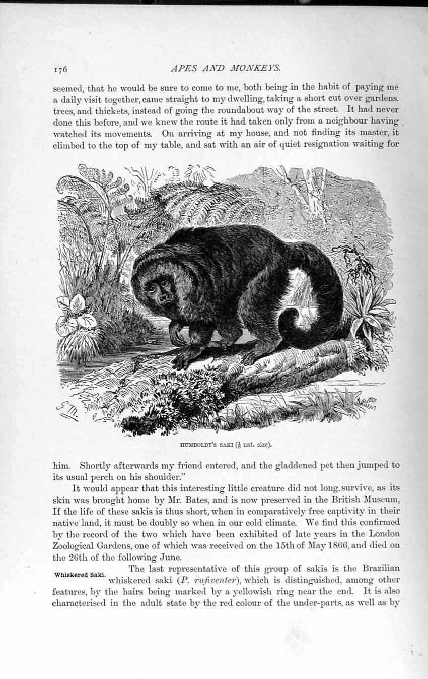 Original Old Antique Print Natural History 1893-94 Humbt Saki Monkey Brazil