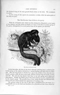 Original Old Antique Print Natural History 1893-94 Black Saki Monkey Pithecia