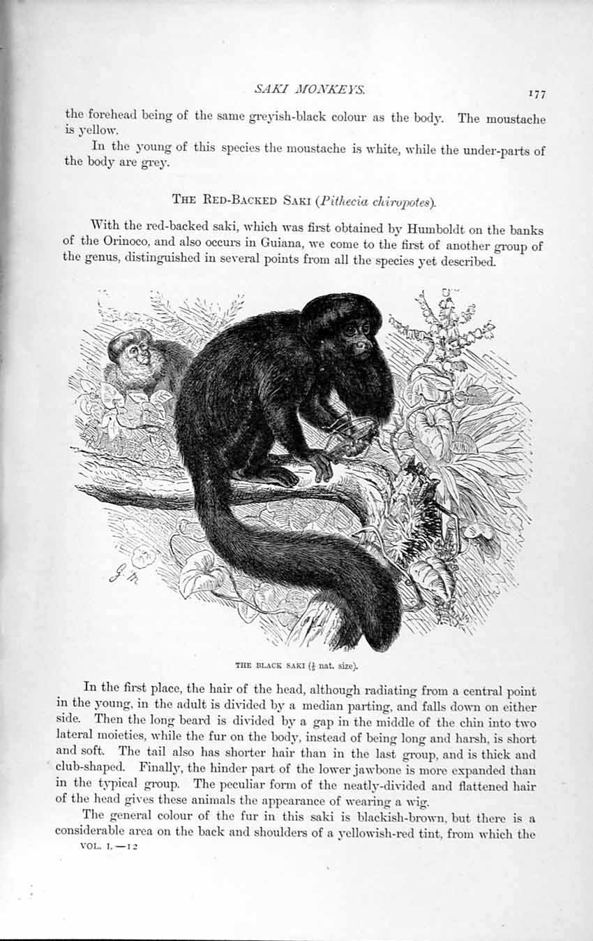 Original Old Antique Print Natural History 1893-94 Black Saki Monkey Pithecia