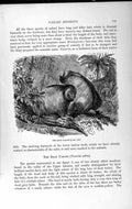 Original Old Antique Print Natural History 1893-94 Bald Uakari Calva Monkeys