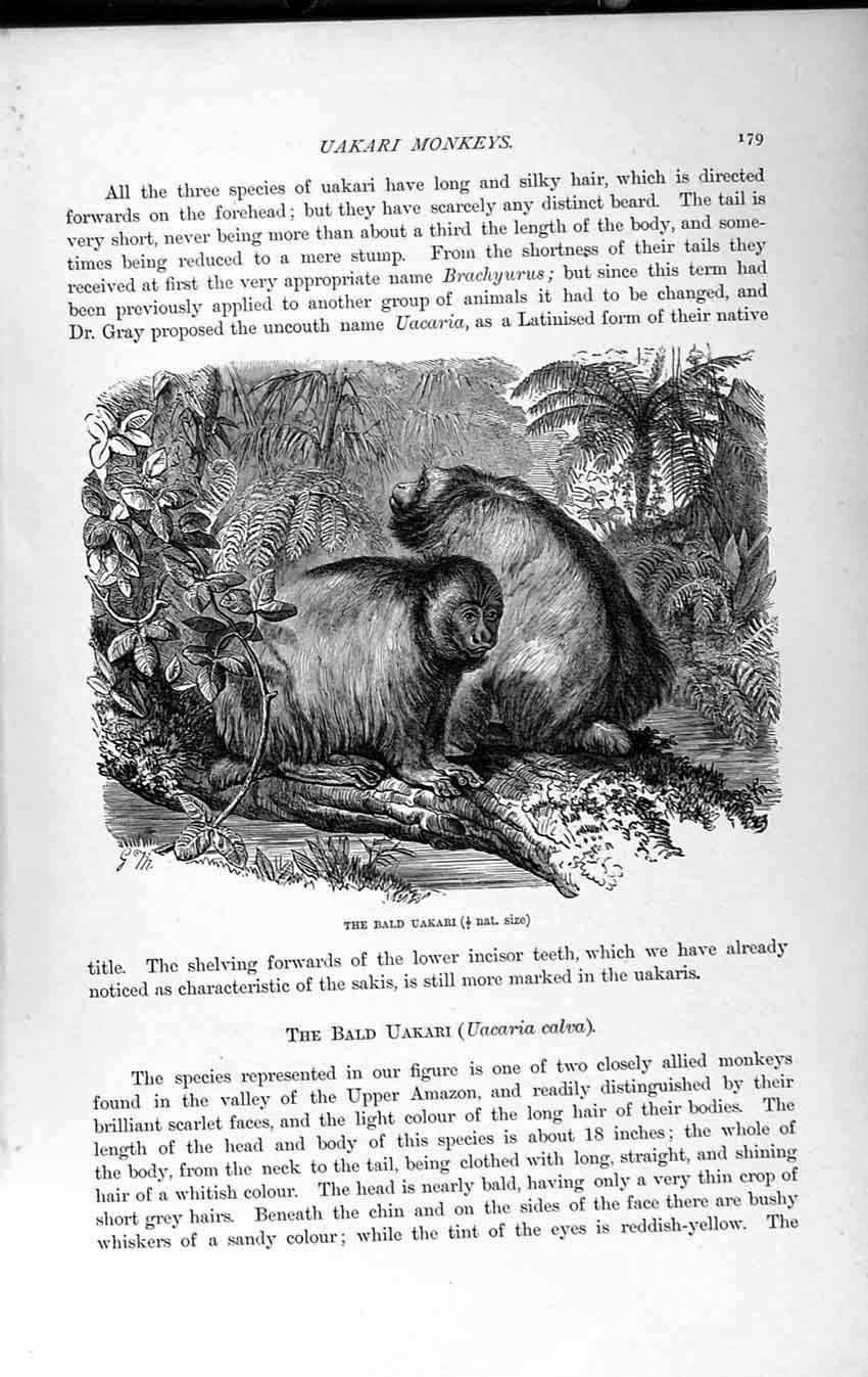 Original Old Antique Print Natural History 1893-94 Bald Uakari Calva Monkeys