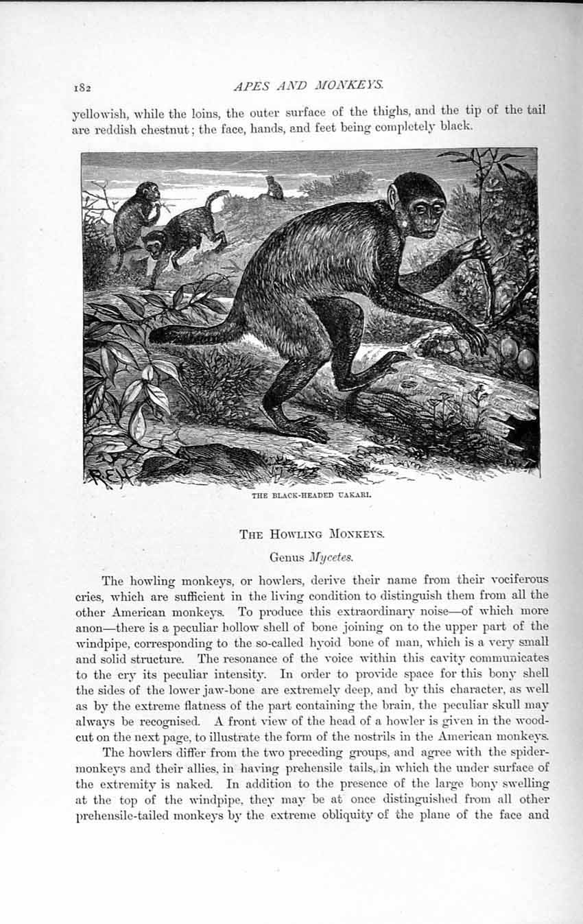 Original Old Antique Print Natural History 1893-94 Black-Headed Uakari Monkey