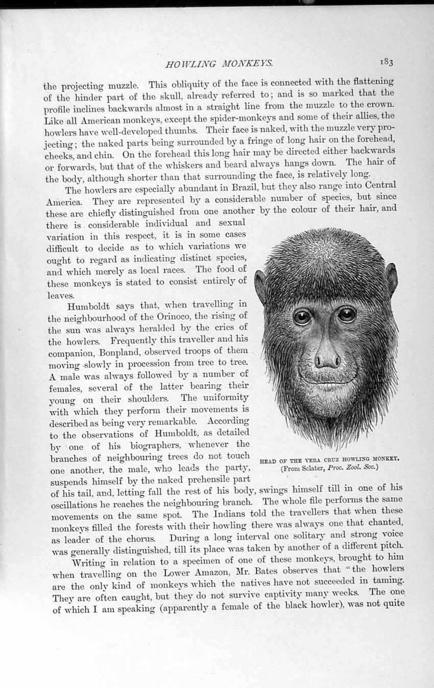 Old Antique Print Natural History 1893-94 Head Vera Cruz Howling Monkey 19th