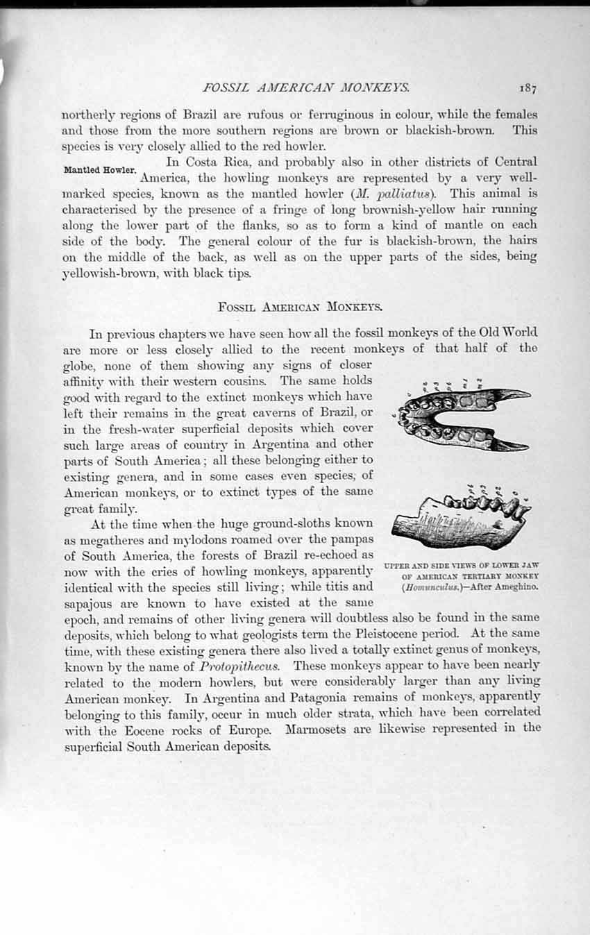 Original Old Antique Print Natural History 1893-94 Fossil Jaw American Monkey