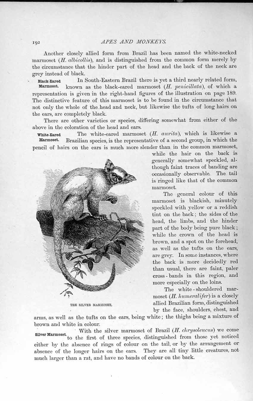 Old Antique Print Natural History 1893-94 Silver Marmoset Monkey Animal 19th