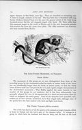 Original Old Antique Print Natural History 1893-94 Pinche Monkey Amazon Animal