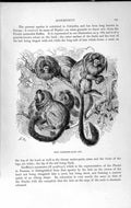 Original Old Antique Print Natural History 1893-94 Silky Marmosets Columbia