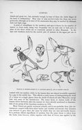 Old Antique Print Natural History 1893-94 Skeleton Squirrel Monkey Lemur 19th