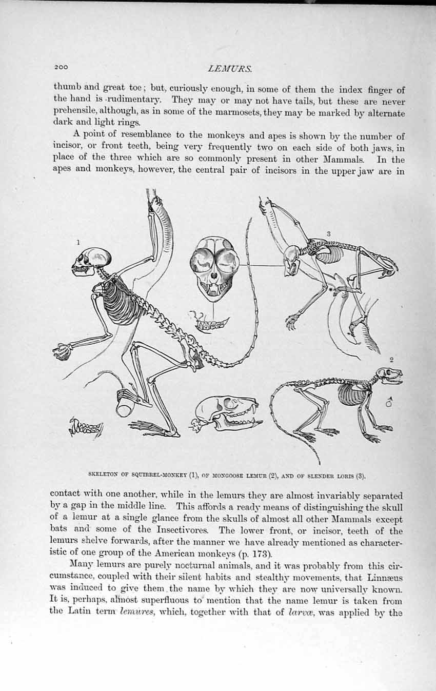 Old Antique Print Natural History 1893-94 Skeleton Squirrel Monkey Lemur 19th
