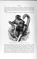 Old Antique Print Natural History 1893-94 Female Black Lemur Madagascar 19th