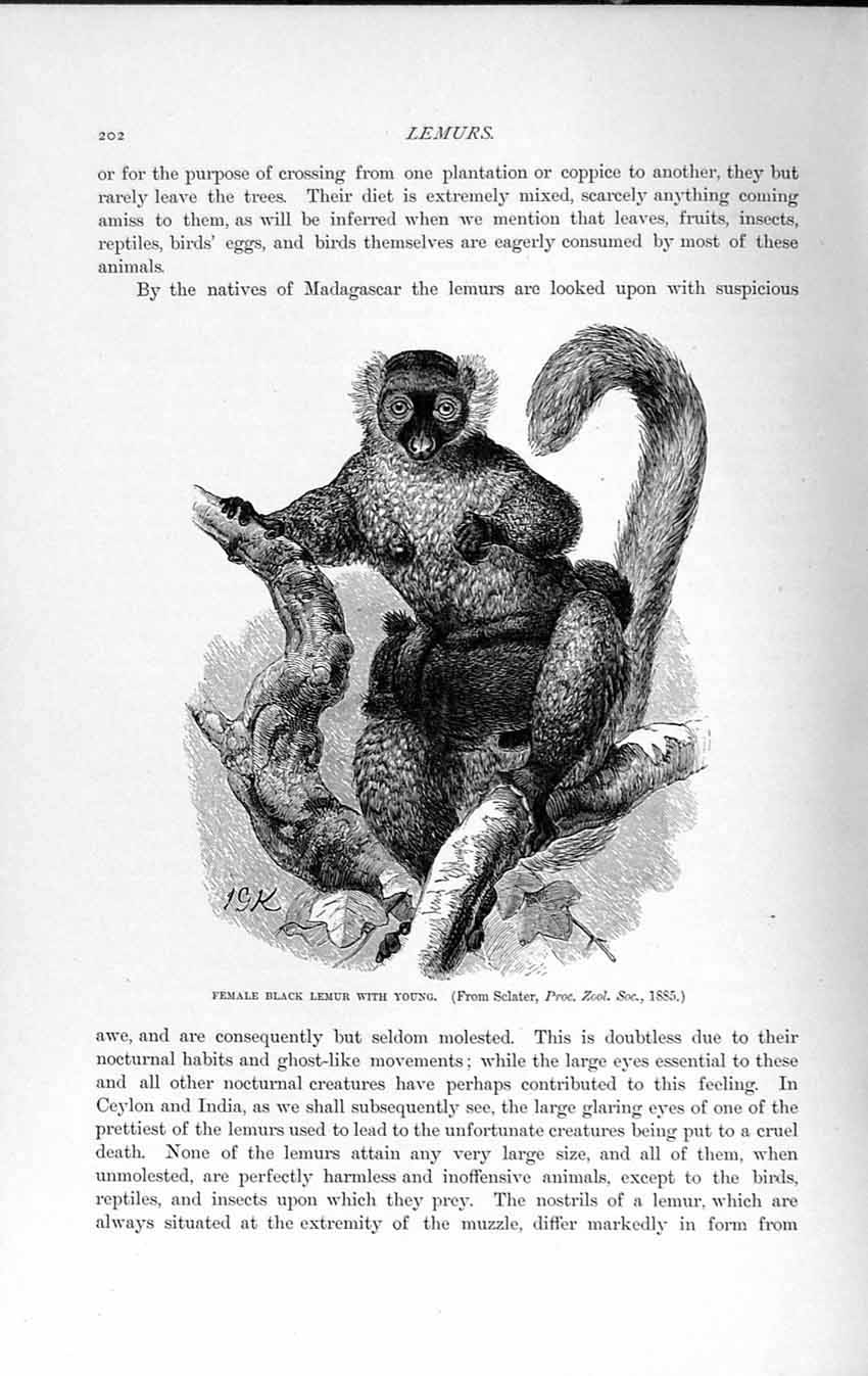 Old Antique Print Natural History 1893-94 Female Black Lemur Madagascar 19th