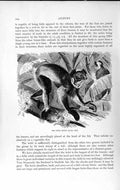 Original Old Antique Print Natural History 1893-94 Indri Lemur Wild Animal 19th