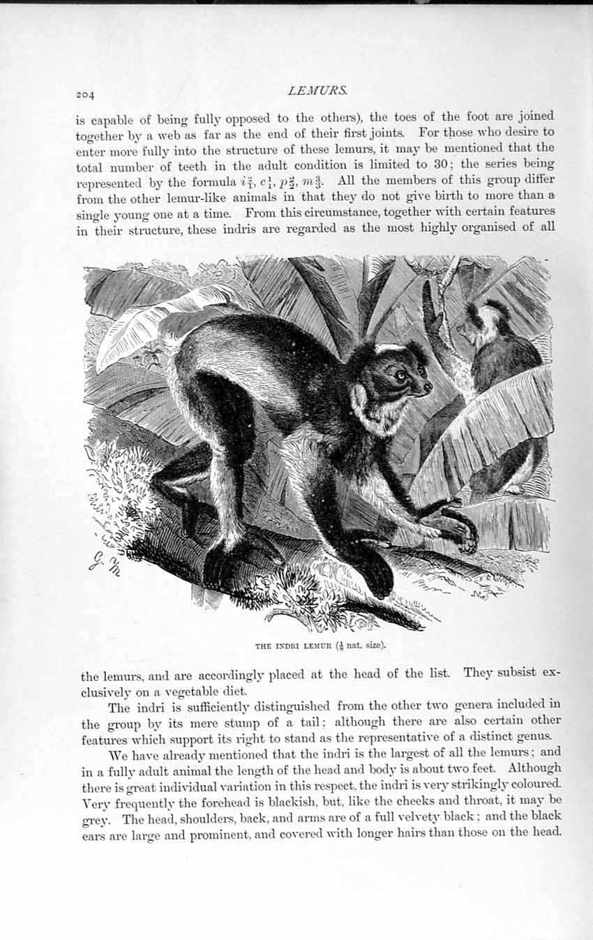 Original Old Antique Print Natural History 1893-94 Indri Lemur Wild Animal 19th
