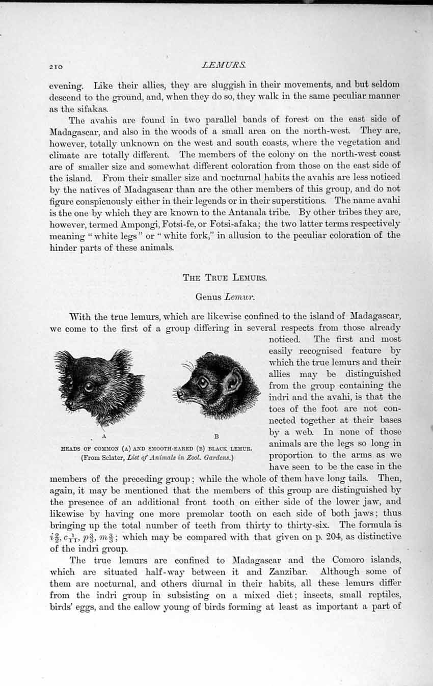 Old Antique Print Natural History 1893-94 Head Common Smooth-Eared Lemur 19th